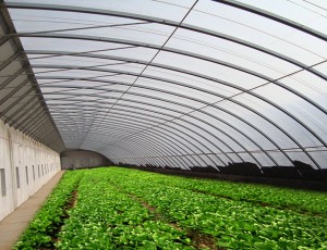 夏季溫室大棚降溫的方法有哪些？